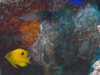 3 Spot Damselfish 1